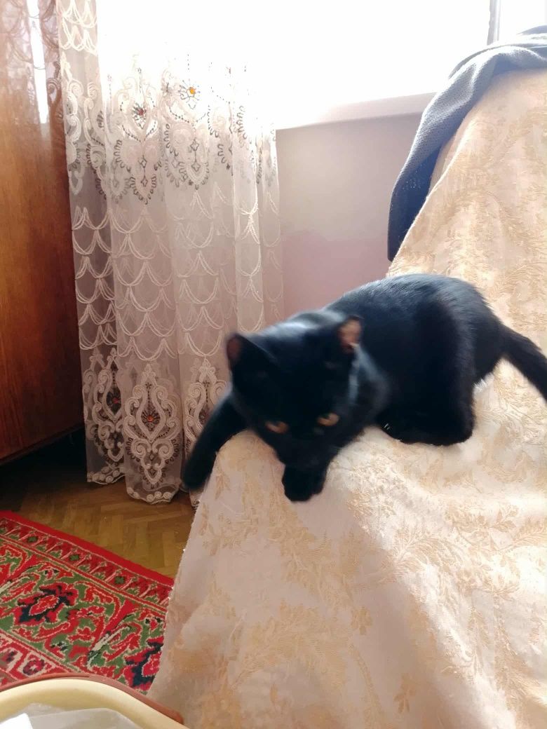 Отдам даром двух замечательных котят