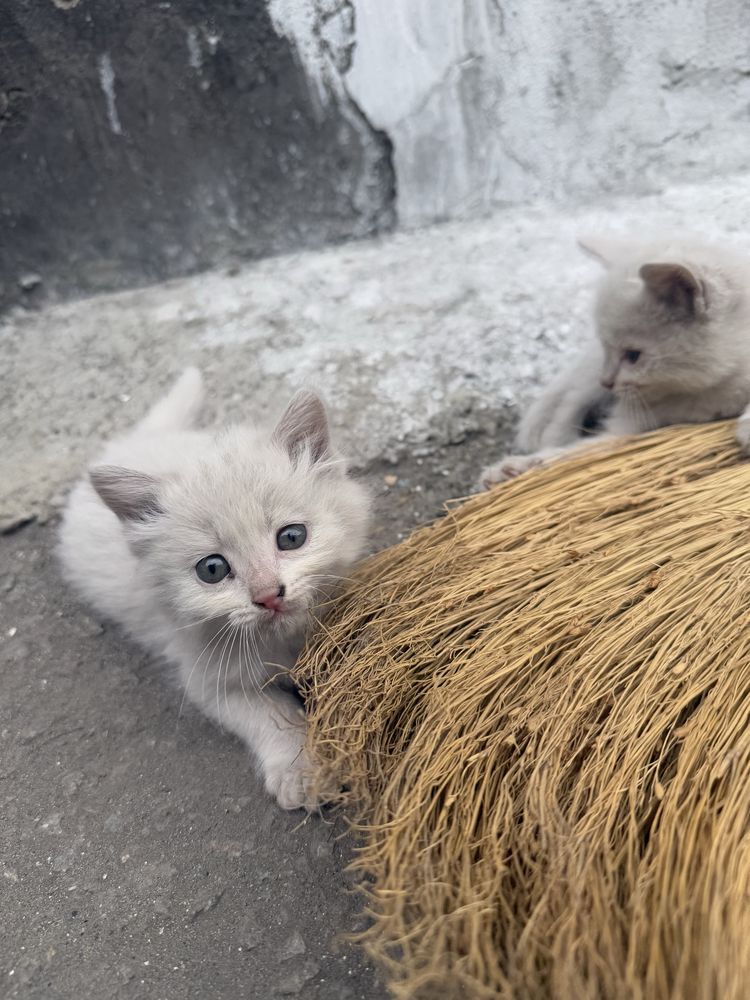 отдам котят в добрые руки