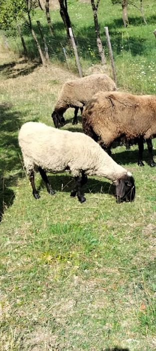 Oaie metis Carabaș prima fătare 2 ani in August!