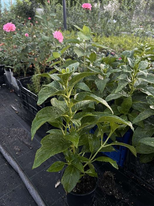 Хортензия за Слънце и сянка