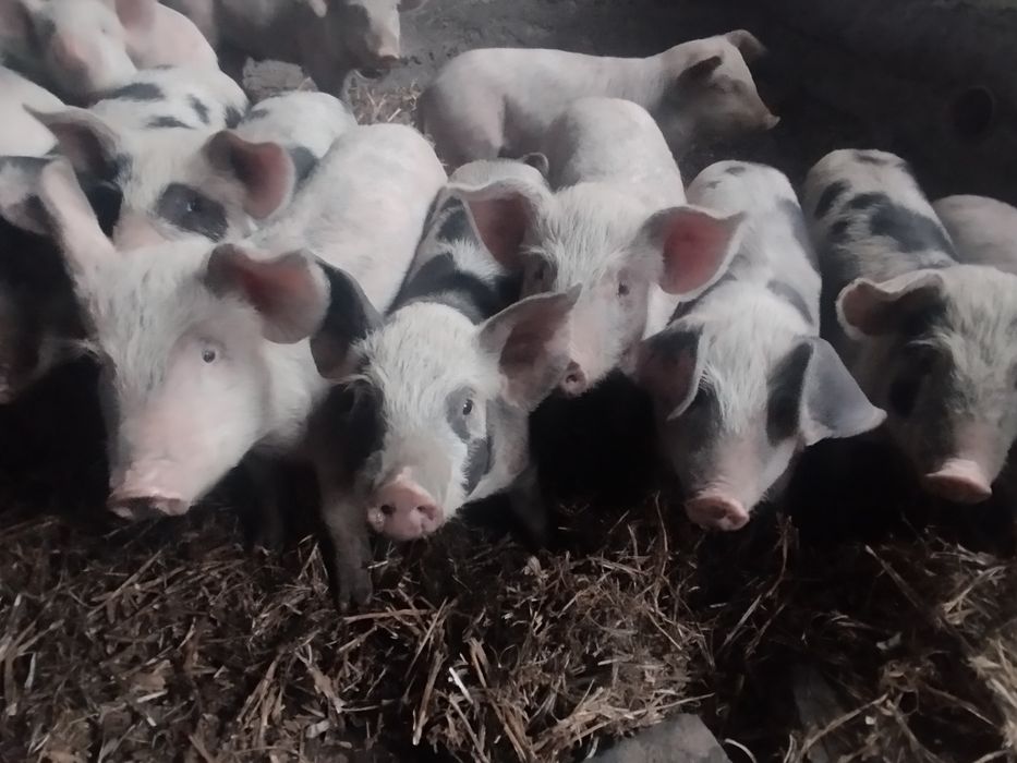 Продам поросят кабанчики