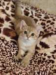 Котенок Шиншилла Золотая ласковый