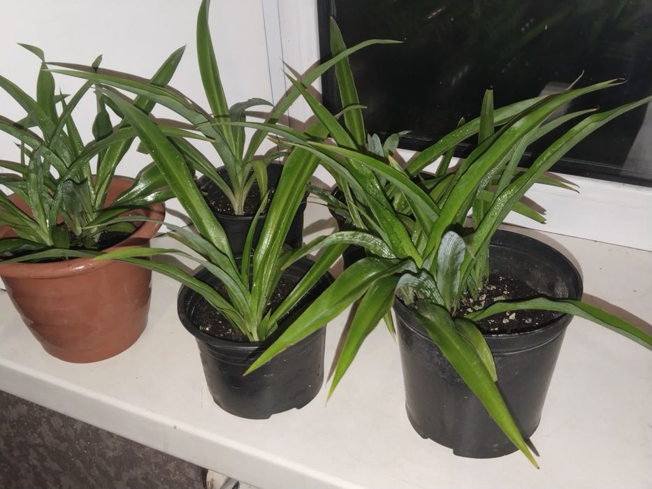 Продам хлорофитум!