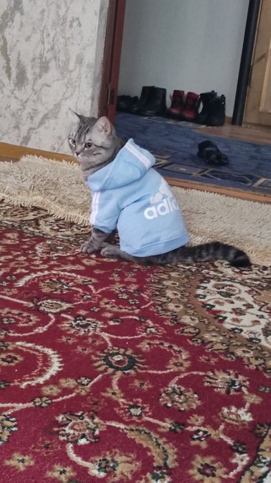 Продается умный кот