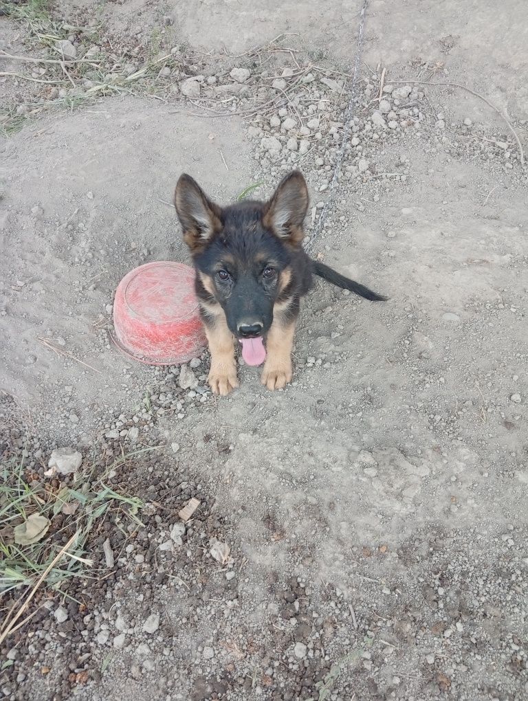 Немецкий овчарка