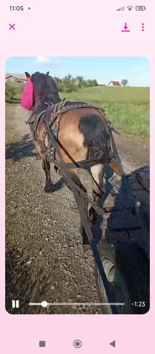 Vând cal castrat de 8 ani  accept ori ce probă