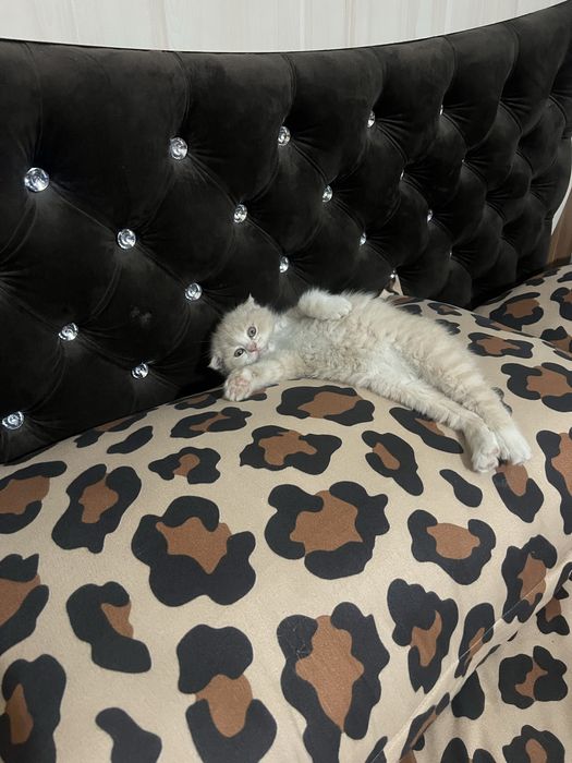 Кичкинтойла сотилади 500.000