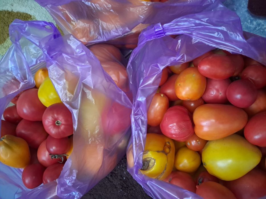 Продам свежие помидоры баклажаны перец