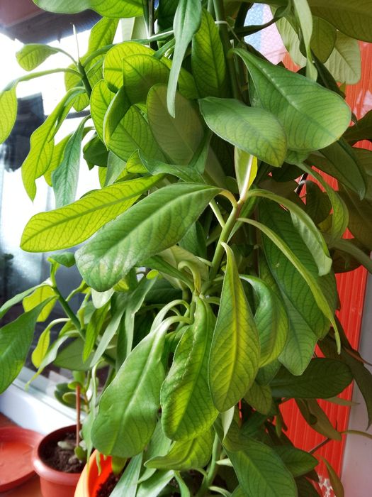 Цветя, зелени, неколкогодишни