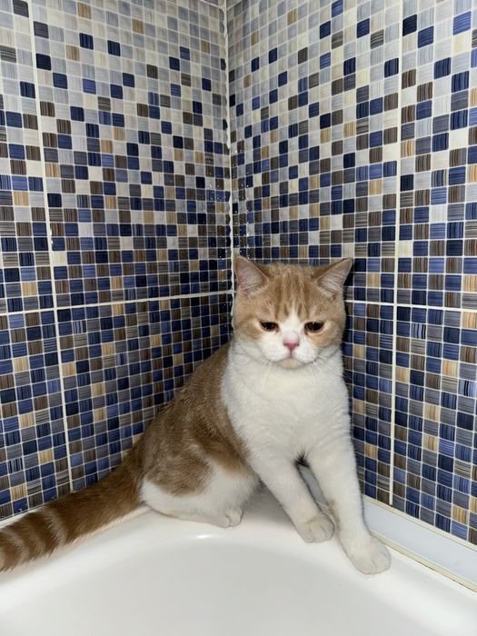 Шотландский Скоттиш Страйт