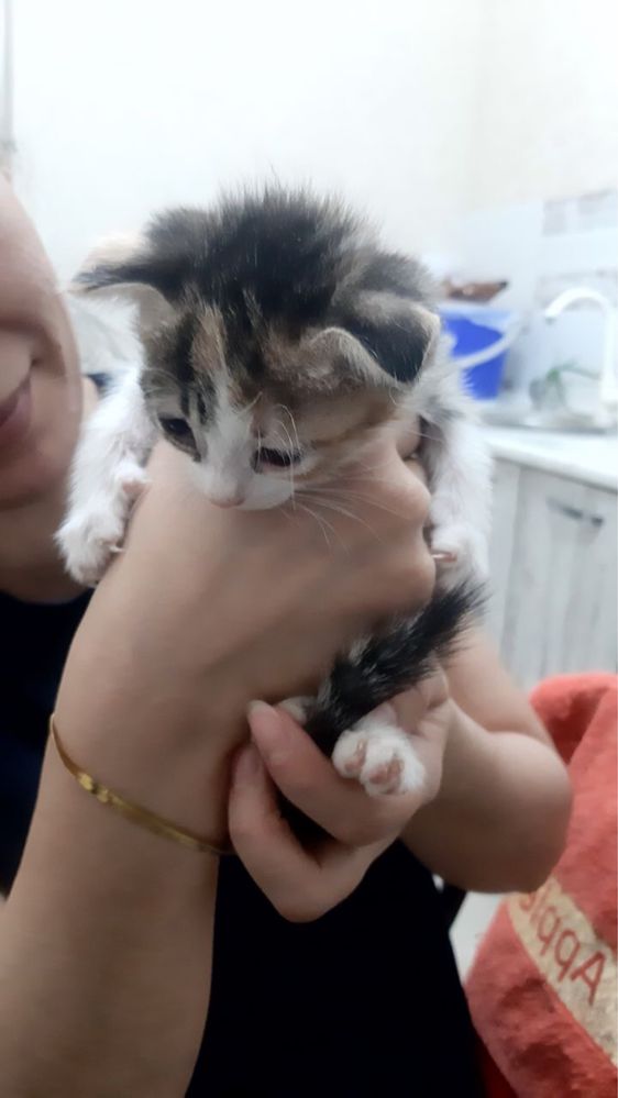 Продаються котята в добрые руки котята 1,5 месяц