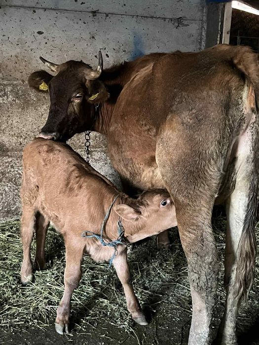 Vaca cu vitel de vanzare