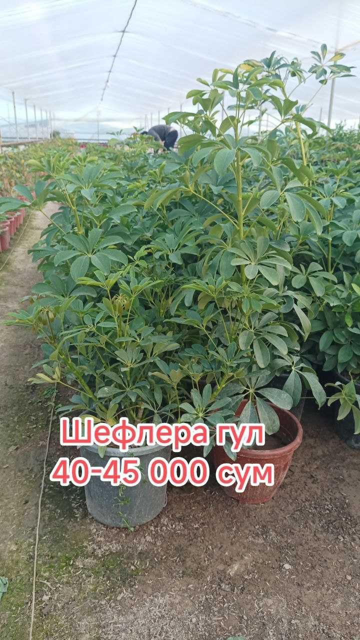 Гуллар. Хона ва уй гуллари, Кучатлар