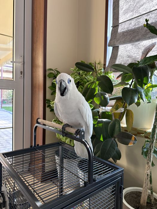 Какаду Голубо Глазый (Blue eyes cockatoo) 5 ойлик куш донга тушкан.