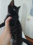 Котята  домашний