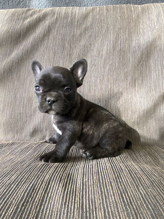 Buldog Francez Mascul – 7 săptămâni