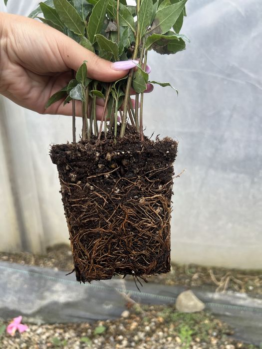 Dafin nobilis 20-40cm