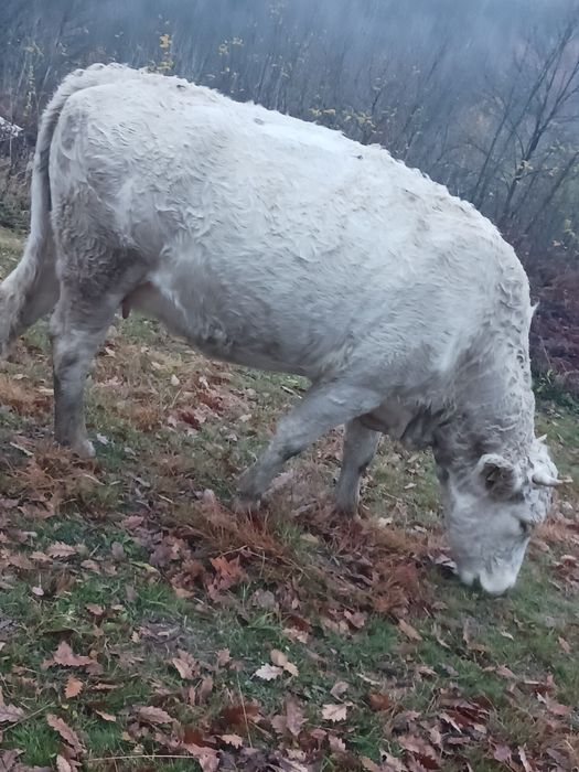 Vând vacă la a treia fătare, gestantă în 7 luni
