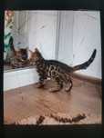 Pisic bengalez bengal top cu certificate pedigree