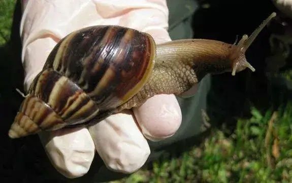Melci uriasi africani