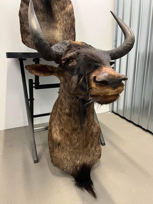 3 броя трофеи от Гну