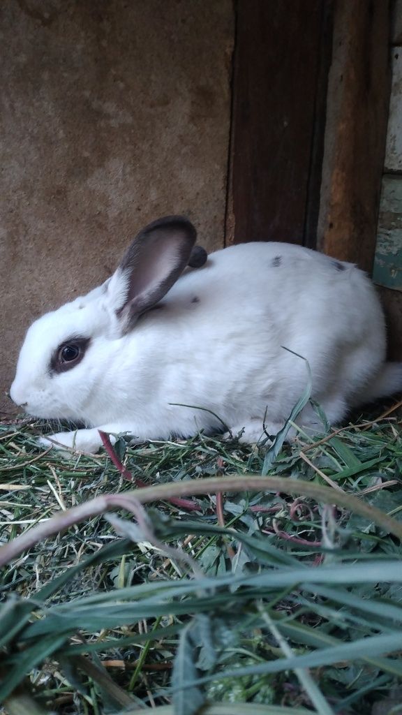 Quyonlar sotiladi