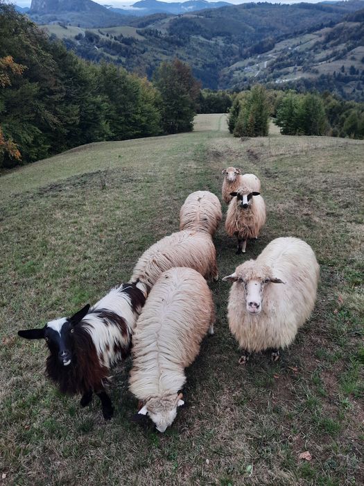 Vand 7 oi gestate si 3 miele de anu trecut