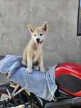 Akita Inu Japonez