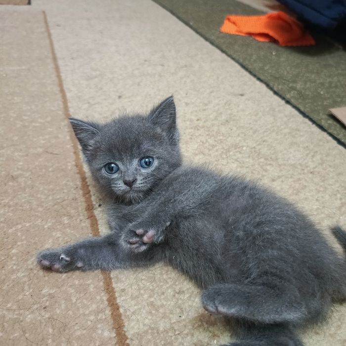 Отдам котят. Подкидыши