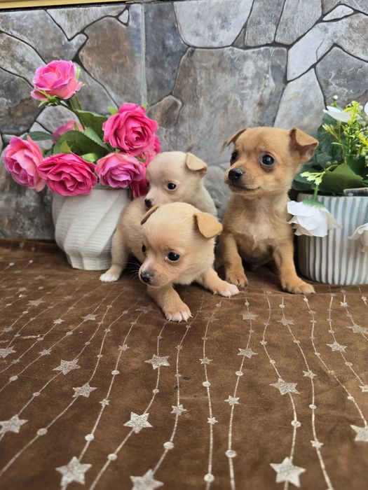 Мини чиху пинчери