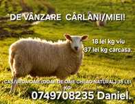 Miei/cârlani/brânza/caș/oi