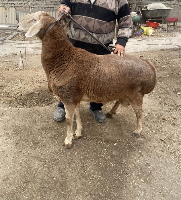 Qochqor qoy sotiladi