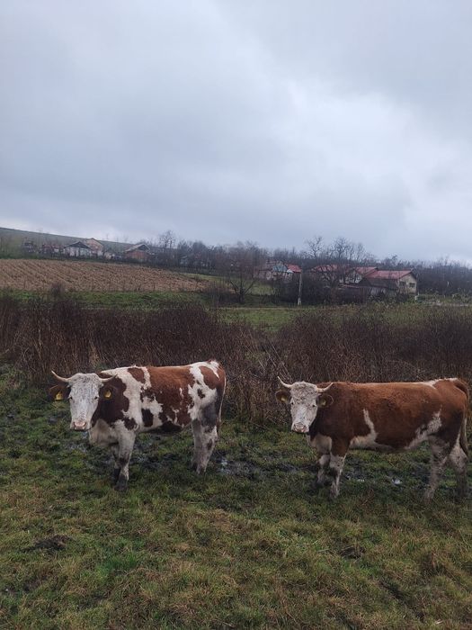De vânzare două juninci gestante!