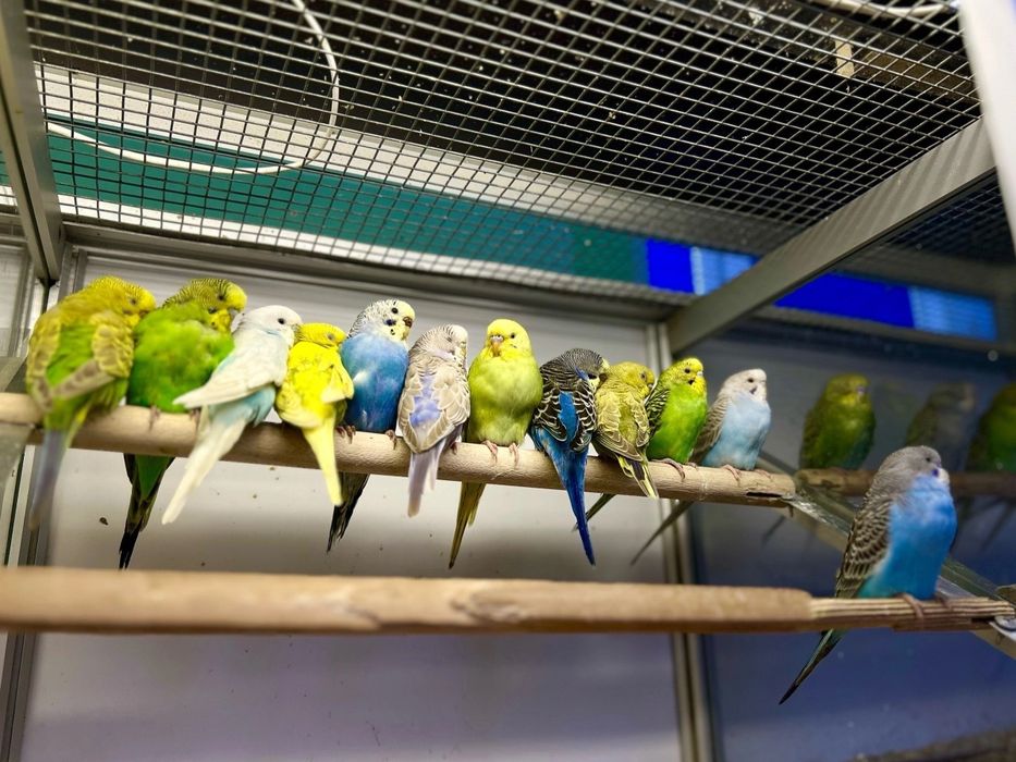 Волнистые папугаи