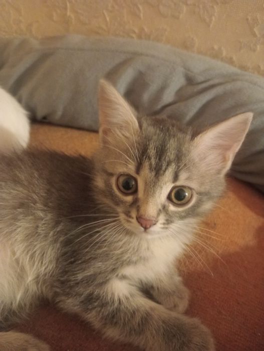 Котята ищут себе новый дом.