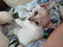 Adoptie pui de pisica metis birmaneza Crina