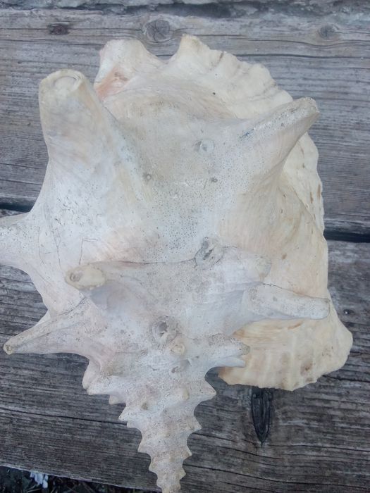 Рапан за декорация.