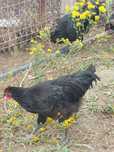 Cocos Australorp  5 luni negri ,gri/splash