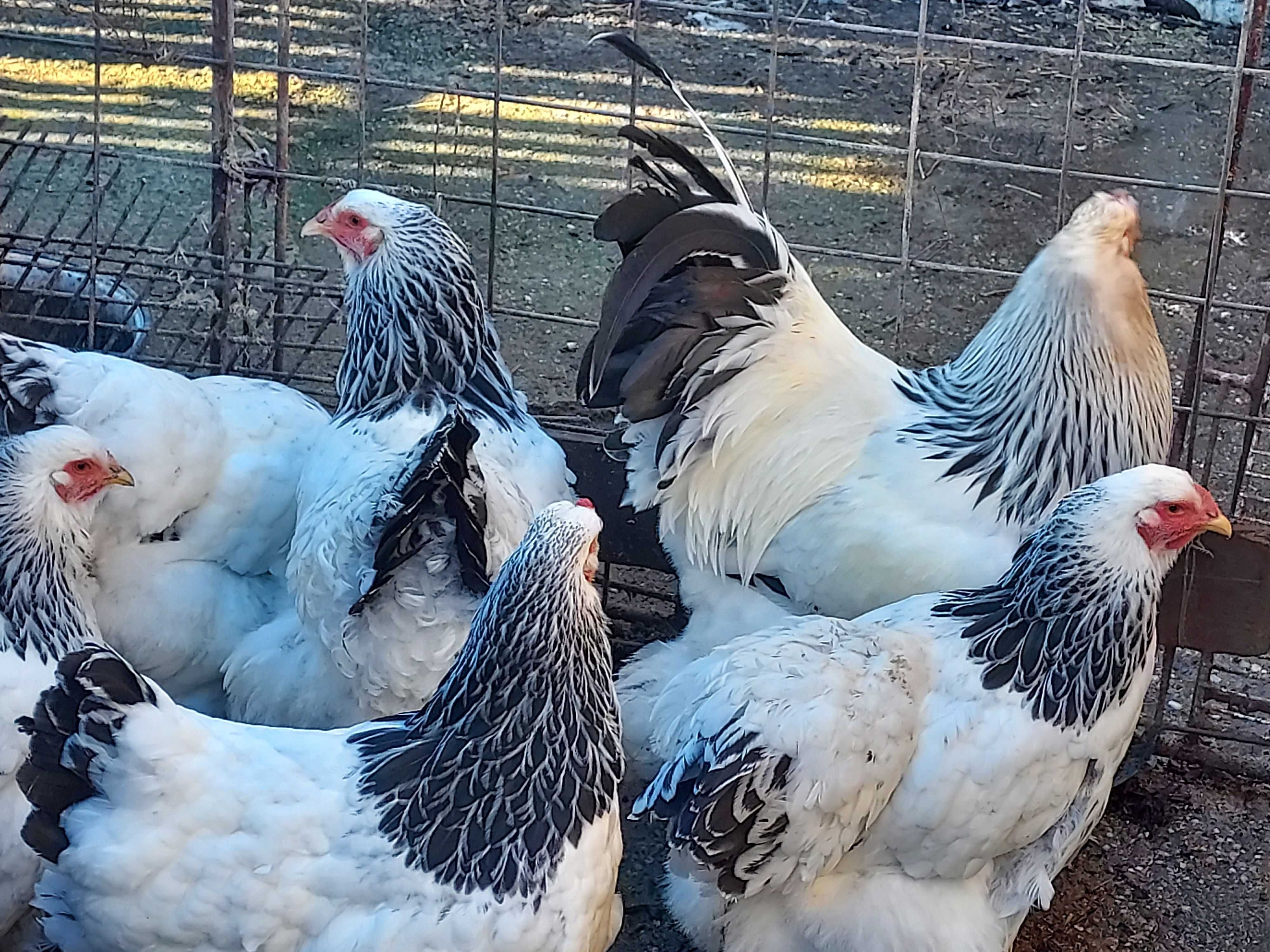 Vând ouă de găini brahma herminat D