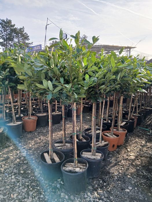 Amenajam gradini cu plante ornamentale