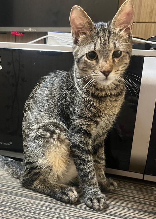 Pui de pisica spre adoptie