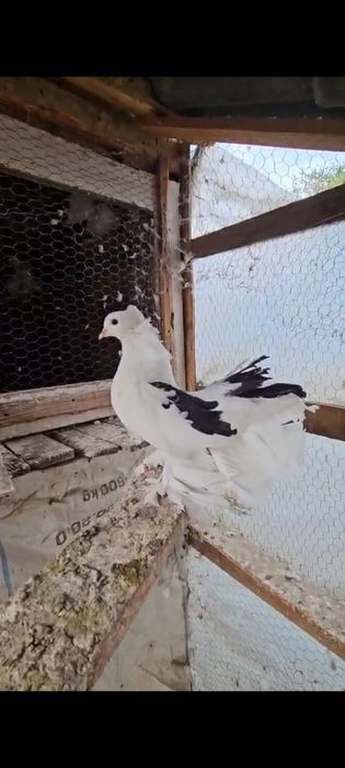 Vând porumbei, voiajori sport ptr maraton și ornament diversificat