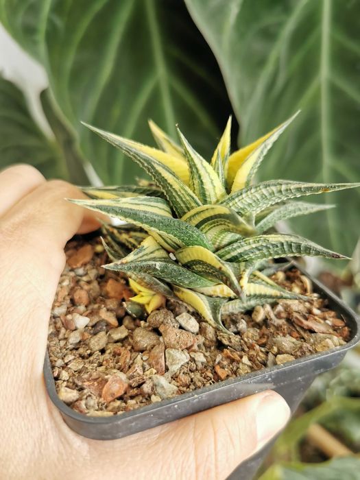 Haworthia limifolia variegata