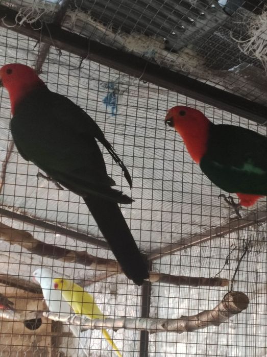 Papagali Rosella Penant, Rege Australian