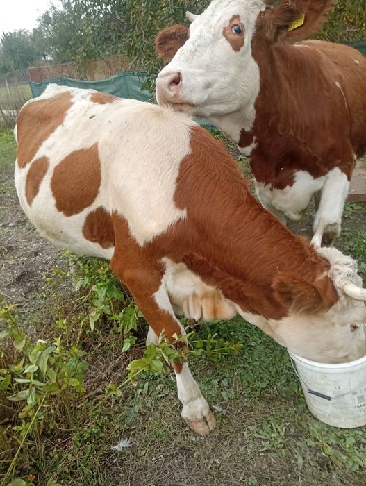 Vând o vacă și o junincă gestantă