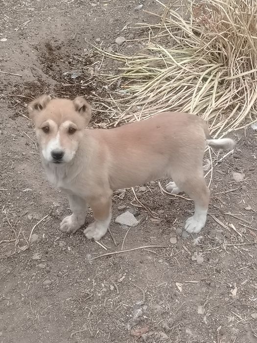 Күшік сатылады пародистый