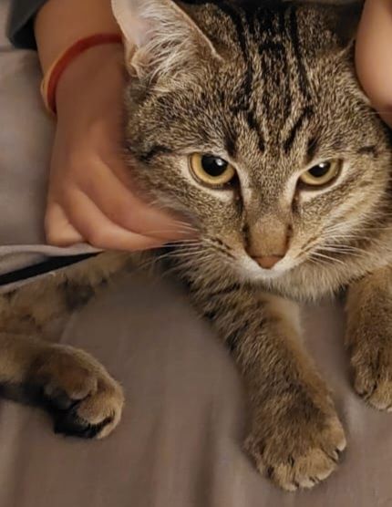 Donez pisicuta 7 luni