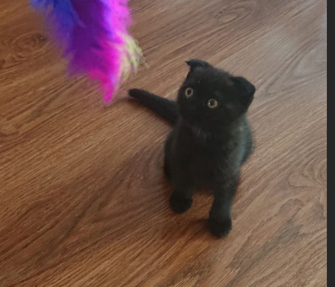 Котята  скоттиш фолд и страйт