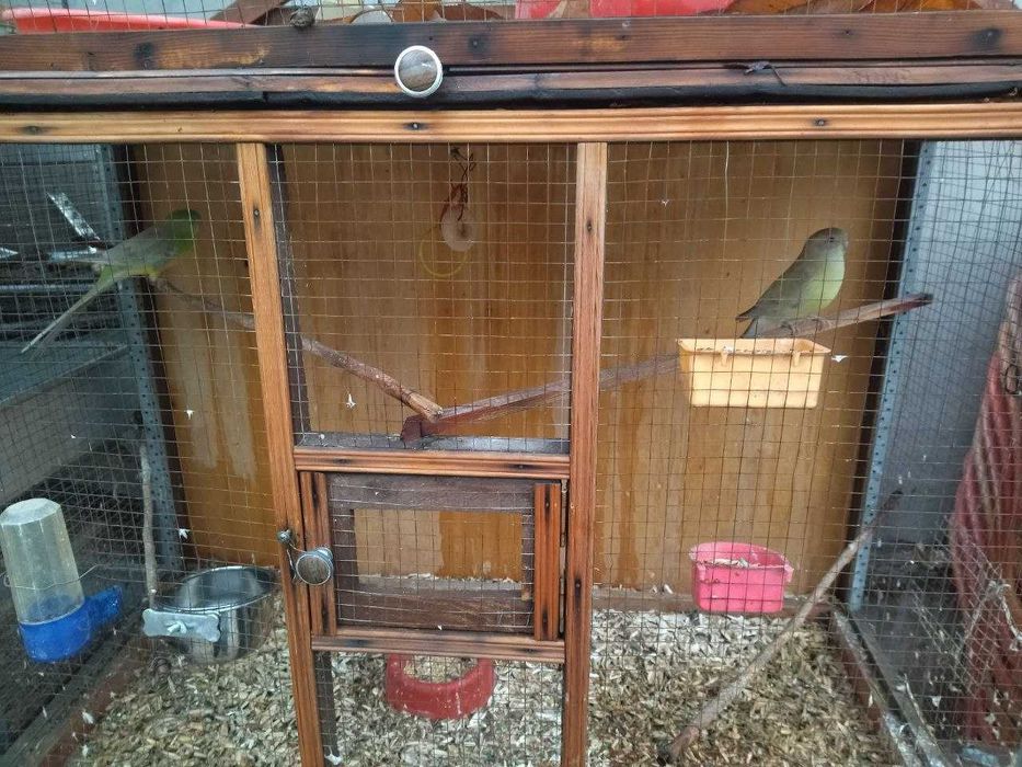 Срочно продам своих попугаев