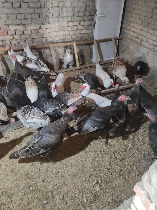 Куркалар сотилади